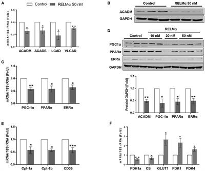 Resistin-Like Molecule α Dysregulates Cardiac Bioenergetics in Neonatal Rat Cardiomyocytes